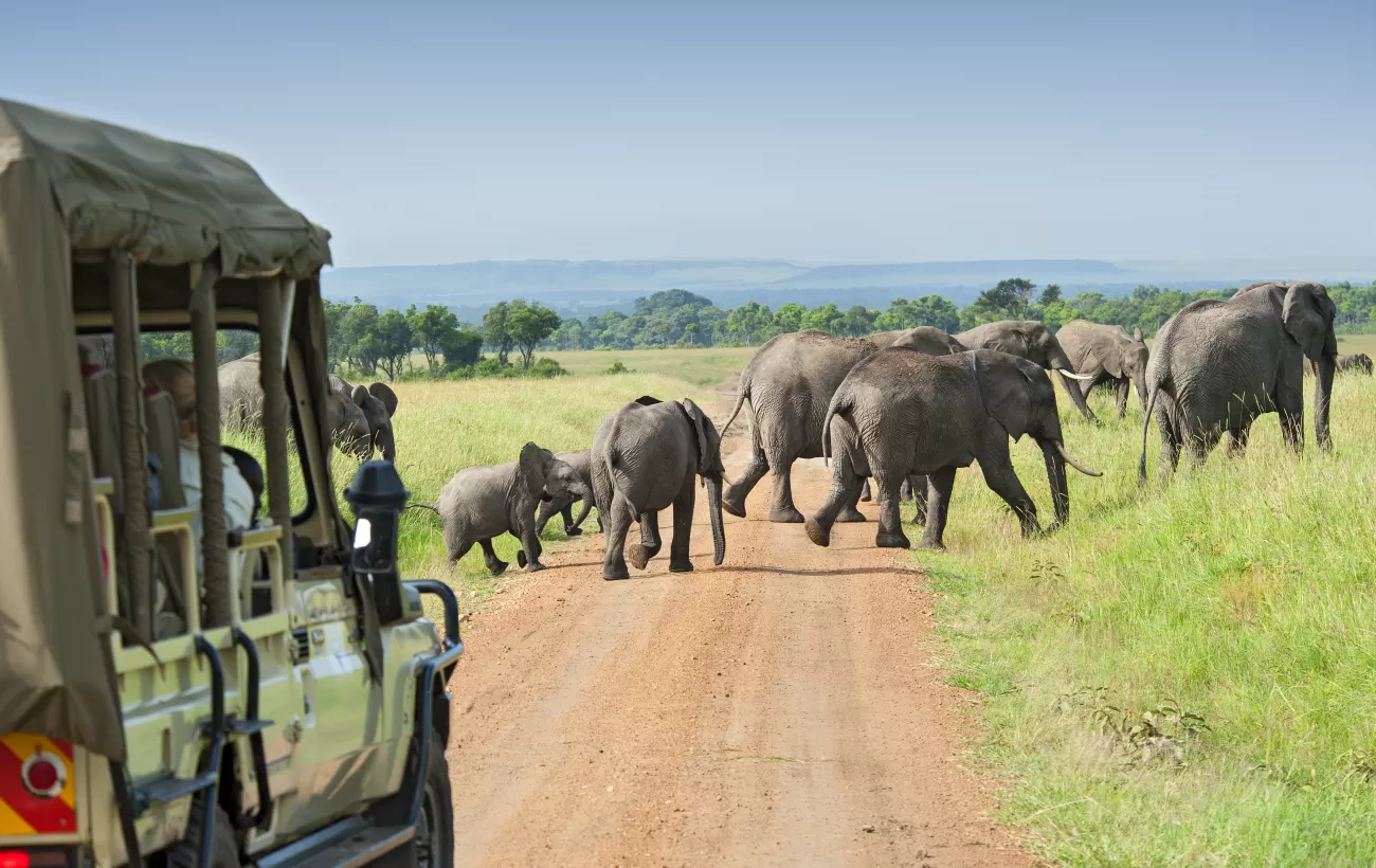 Safari Wonders: Journey into the Heart of the Wild